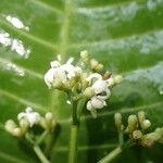 Psychotria baillonii പുഷ്പം