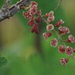 Ribes petraeum Цветок