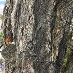 Pinus edulis Hábito