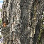 Pinus edulis Plante entière