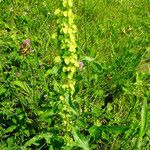 Rumex cristatus موطن