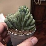 Myrtillocactus geometrizans 叶