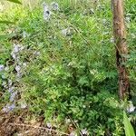 Polemonium reptans Habit