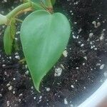 Philodendron hederaceumLeaf