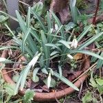 Galanthus plicatus ফুল