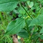 Lathyrus venetus Blad