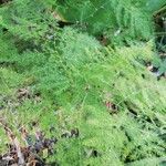 Asparagus setaceus Leaf