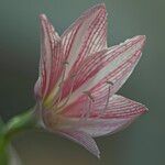 Hippeastrum reticulatum Fiore