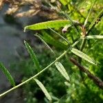 Vicia peregrina Hoja