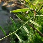 Vicia peregrina برگ