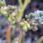 Cynoglossum borbonicum Fruit