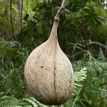 Aspidosperma desmanthum Fruto