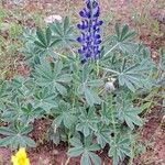 Lupinus micranthus 葉