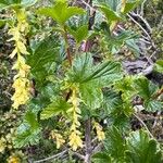 Ribes magellanicum Flor