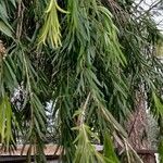 Callistemon viminalis Folha