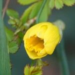 Ludwigia peploides Fleur