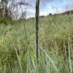 Elymus pungens Flower