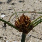 Juncus capitatus Květ