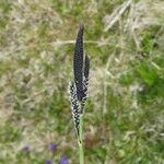 Carex nigra Blüte