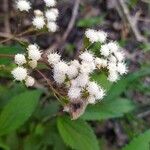 Ageratina riparia Květ