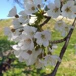 Prunus avium Floare