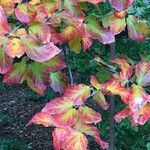 Parrotia subaequalis Hoja