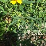 Tagetes lemmonii Liść