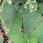 Ratibida columnifera Blatt