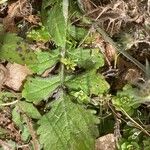 Knautia integrifolia Leaf