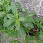 Alternanthera philoxeroides 葉