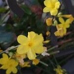 Jasminum nudiflorum Flor