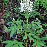 Cleome gynandra Habit