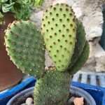 Opuntia rufida Blad