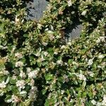 Cotoneaster horizontalisFlower