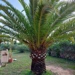 Phoenix canariensis برگ