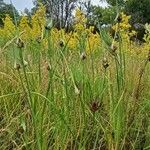 Allium oleraceum Hàbitat