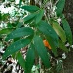 Luzuriaga radicans Leaf