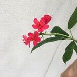 Jatropha integerrima Fleur