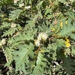 Solanum chrysotrichum Folio