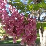 Robinia hispida Flor