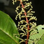 Miconia trinervia Hoja