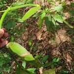 Vanilla planifolia Habitus