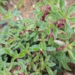 Amaranthus blitoidesBlatt