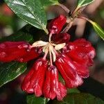 Rhododendron beanianum Virág