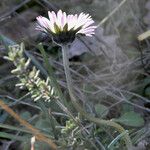 Bellis sylvestris 花