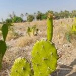 Opuntia maxima Frunză