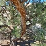 Pinus monophylla Bark