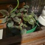 Peperomia albovittata 叶