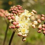 Filipendula vulgaris Virág