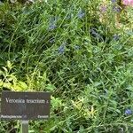 Veronica teucrium Habitat